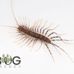 Red-spotted house centipede (Allotherua maculata) Image