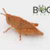 Gumleaf grasshopper (Goniaea sp) nymph