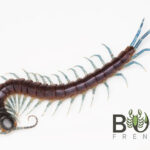 Northern Blue-Legged centipede (Rhysida nuda) Image