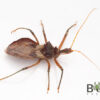 Golden-Brown Assassin Bug (Pristhesancus plagipennis) CB juvenile - Image 2