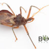 Golden-Brown Assassin Bug (Pristhesancus plagipennis) CB juvenile - Image 3
