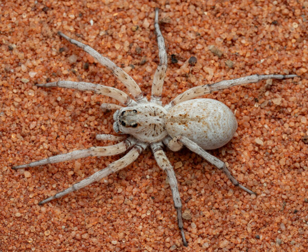 Coastal Ivory Wolf Spider (Undescribed sp)