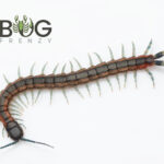 Striped Centipede (Scolopendra laeta) Image