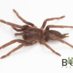 Pygmy Rainforest tarantula (Coremiocnemis tropix) Slings Image