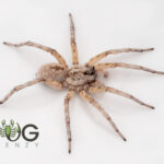 Coastal Ivory Wolf Spider (Tetralycosa oraria) Image