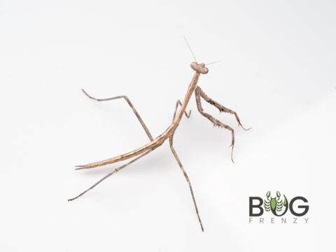 Large Brown mantis/Grass mantis (Archimantis latistyla) l2-l4 nymphs ...