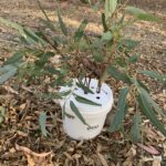 Handy Leaf Bucket Image