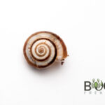 5 x Ivory snails (Theba pisana) Image