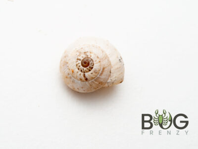 5 x White Garden Snails (Theba pisana)