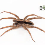 Tuxedo wolf spider (Venatrix psuedospeciosa) males Image