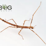 Crowned stick insects (Onchestus rentzi) Image