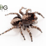 Pebble-mimicking jumping spider (Undescribed Saitis sp.) males Image