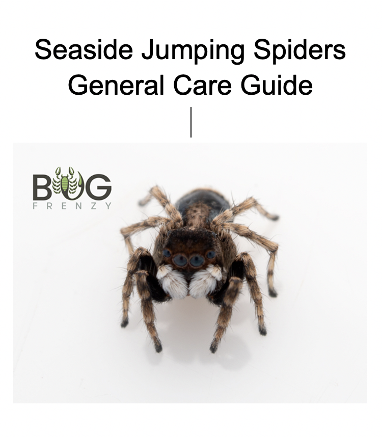 General Seaside Jumping Spider Guide