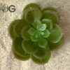 Flat Succulent