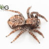 Giant bark jumping spider (Servaea incana) CB juvenile
