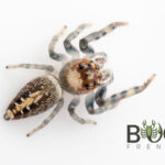 Six-marked jumper (Opisthoncus sexmaculata) Image