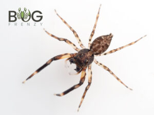 21 Jumper Street - Australia’s largest variety of jumping spiders for ...