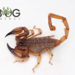 Flinders ranges scorpion (Urodacus elongatus) Adult M or F/Babies Image