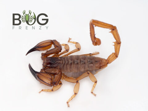 Flinders ranges scorpion (Urodacus elongatus) Bug Frenzy