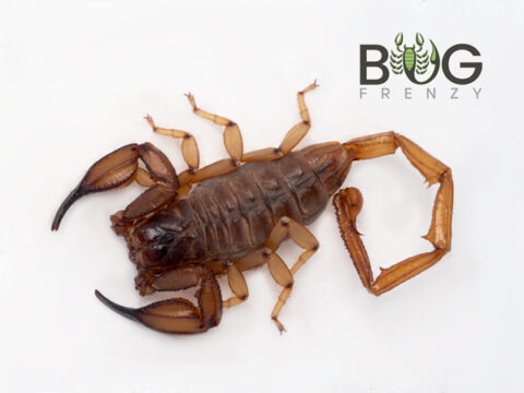 Flinders ranges scorpion (Urodacus elongatus) Bug Frenzy