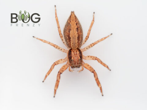 Giant Slender Bark Jumper (helpis Sp. Parklands) Captive Bred Females 