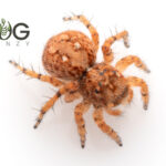 Copper Pebble-mimicking jumping spider (Saitis sp.3) Image