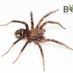 Giant Tiger Wolf Spider (Hoggicosa castanea) Image