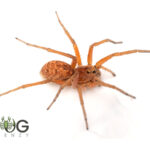 Honey wolf spider (Hoggicosa brenanni) Image