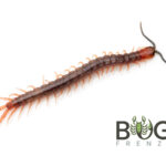 Orange-footed centipede (Cormocephalus aurantiipes) Captive-bred pedelings Image