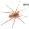 Rose-Gold Wolf Spider (Hoggicosa alfi) - Image 5