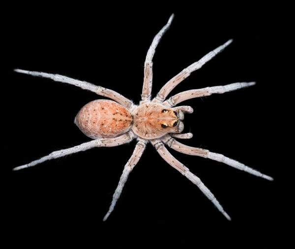 Rose-Gold Wolf Spider (Hoggicosa alfi)