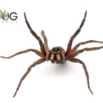 Red-Thighed Wolf Spider  (Undescribed genus) juvies Image