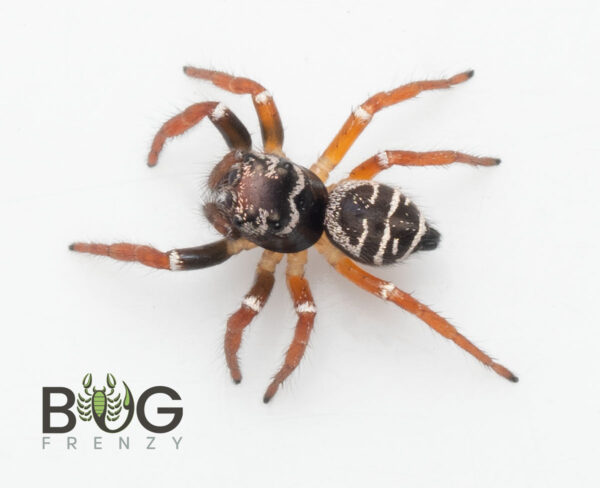 Cast-Iron Jumping Spider (Zenodorus metallescens) juvie