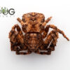 Coconut Crab (Unknown Thomisidae 1)