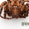 Coconut Crab (Unknown Thomisidae 1) - Image 2