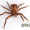 Coconut Crab (Unknown Thomisidae 1) - Image 3