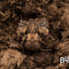 Coconut Crab (Unknown Thomisidae 1) - Image 4