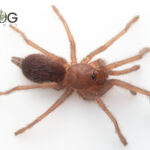 Blue-Legged Tarantula (Phlogius PQ113) Advanced slings/ small juvies Image