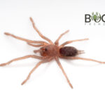 Australian Rainforest Tarantula (Phlogius sp. Pseudocrassipes) Advanced slings Image