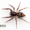 Gypsy/Golden-tailed jumper (Astia maculata) Captive Bred Juvie