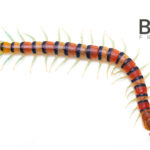 Tri-coloured centipede (Scolopendra morsitans Shark Bay WA form) juveniles Image