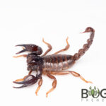 Black Sand Scorpion (Urodacus novaehollandiae WA) Image