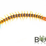 Blue-tailed Desert Centipede (Scolopendra morsitans Laverton WA locale) juveniles Image