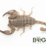 Grey-Green Rock Scorpion (Urodacus planimanus) Image