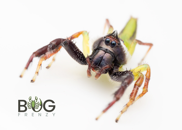Made-to-order Large Jumping Spider Enclosure, Jumping Spider Decor