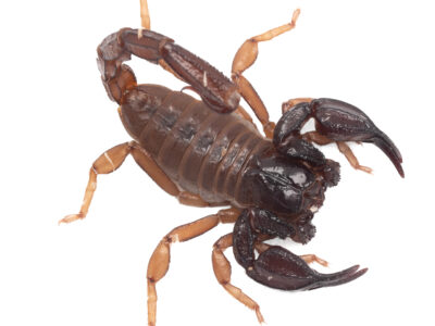 Black Sand Scorpion (Urodacus novaehollandiae WA)