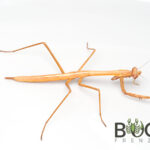 Large Brown mantis/Grass mantis (Archimantis latistyla) L3-L5 nymphs Image