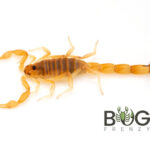 Yellow Sand Scorpion (Lychas 'buchari' Roxby Downs locale) Juvies Image