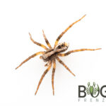 Arrowhead Wolf Spider (Lycosa australicola) slings Image