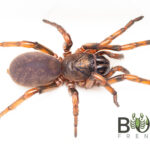 Nebular Trapdoor spider (Stanwellia nebulosa) Image